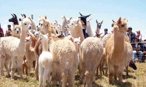 Cría de camélidos en Perú