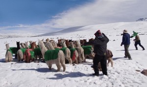 Las fuertes nevadas diezmaron el rodeo de alpacas en Perú
