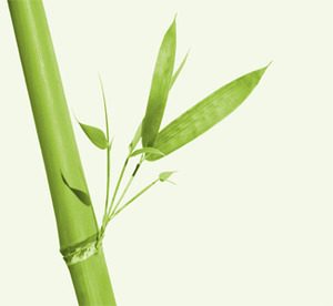 La caña de bambú es el punto de partida de una fibra sumamente virtuosa